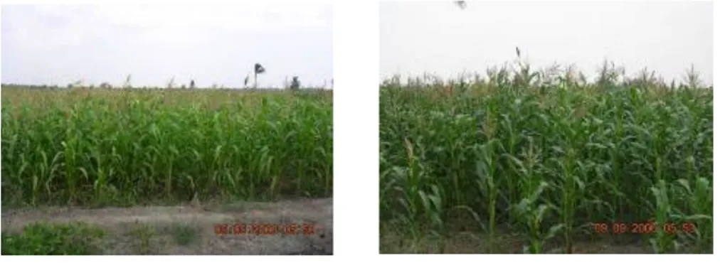 Gambar 4.    Pertumbuhan jagung cenderung lebih baik dengan semakin mendekat  saluran (efek dari jangkauan air pasang dan perembesan air melalui  saluran tersier disamping kondisi kesuburan tanah yang lebih baik