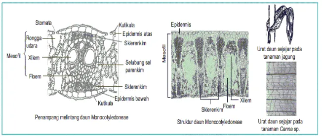 Gambar 2.17 Struktur jaringan daun dan urat daun tumbuhan Dicotyledoneae 