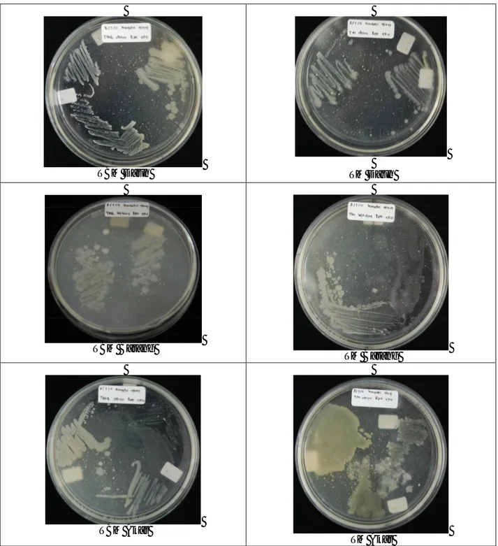 Gambar 1. Isolat Bakteri Endofitik Metode Sebar