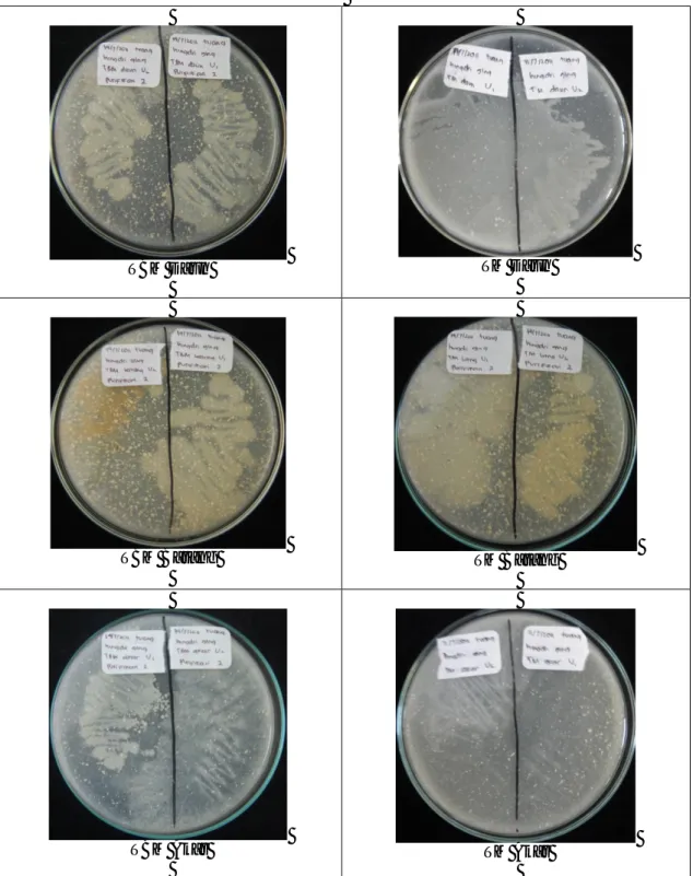 Gambar 2. Isolat Bakteri Endofitik Metode Tuang 