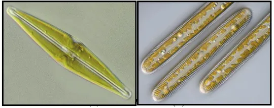 Gambar 2.8. (a) Navicula dan (b) Pinnularia 
