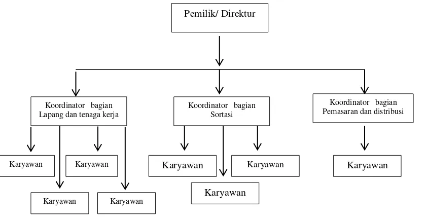 Gambar 6. Struktur Organisasi CV. Agromart 
