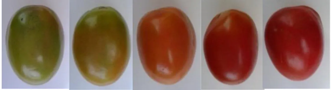 Gambar 4.  Dataset Citra Tomat A B C D (p,q) (0, L-1) (0,q) (0,0) (p,0)  (L-1, 0) 