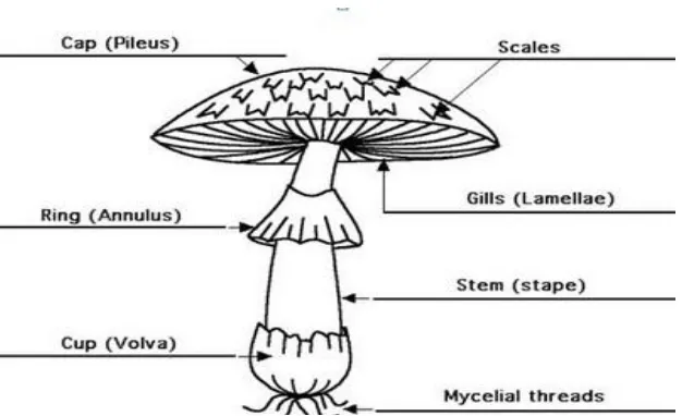 Gambar 2.2 Struktur Tubuh Basidiomycota Terdapat Volva Sumber : ( Tjitrosoepomo, 2005 ) 