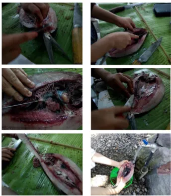 Gambar 2 Pencabutan  duri  ikan  bandeng  di  area  dada, perut, dan punggung ikan bandeng.