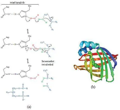 Gambar 2.6 (a) Mekanisme katalitik lemak (triasilgliserol) pada triad katalitik  enzim lipase