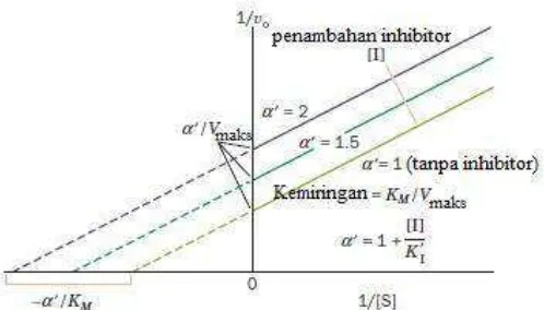 Gambar 2.10 Kurva  Lineweaver-Burk pada inhibisi unkompetitif (Voet et al., 2011). 