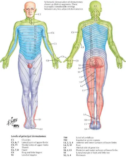 Gambar 2.9. Peta Dermatom Tubuh  