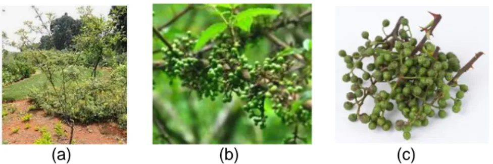 Gambar 1. Andaliman, (a) pohon, (b) cabang dengan buahnya, dan (c) buah dengan ranting  (https://www.cnnindonesia.com, 5 Oktober 2019)