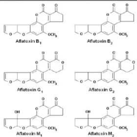 Gambar 1. Struktur kimia jenis-jenis aflatoksin (Bennett &amp; Klich, 2003)  Jagung  merupakan  salah  satu  komponen 