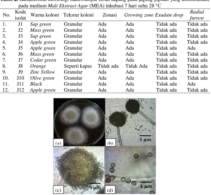 Tabel 2. Karakteristik morfologi makroskopik isolat kapang pada jagung pipilan yang ditumbuhkan  pada medium Malt Ekstract Agar (MEA) inkubasi 7 hari suhu 28 C 