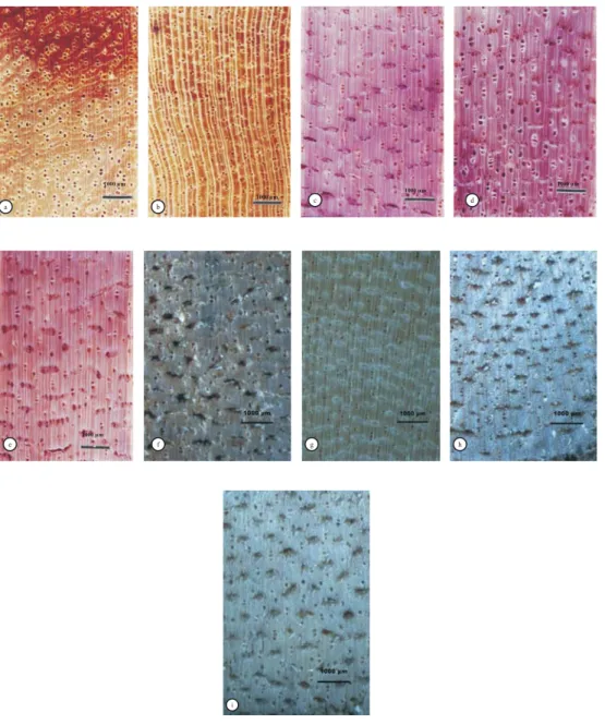 Gambar 2. Penampang lintang makroskopis (perbesaran 4 x dan 7,5 x, skala 1 mm)