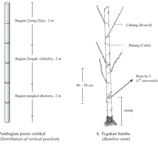 Gambar  1.  Cara  pengambilan  contoh  uji  sifat  fisik  dan  mekanik  bambu