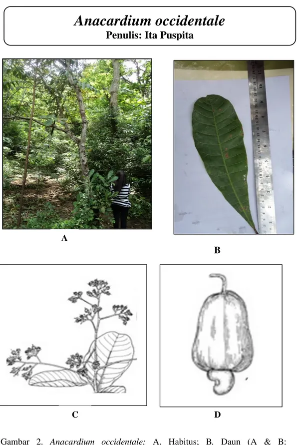 Gambar  2.  Anacardium  occidentale;  A.  Habitus;  B.  Daun  (A  &amp;  B:  dokumentasi pribadi, 2015); C.Bunga (www.plantamor.com); D