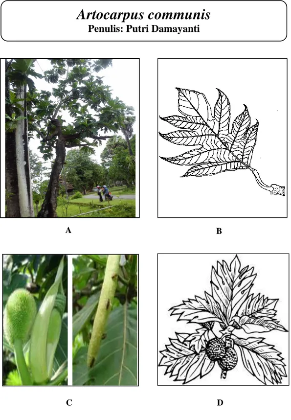 Gambar 5.Artocarpus communis: A. Habitus (Dokumentasi pribadi, 2015);  B. Daun; C. Bunga; D