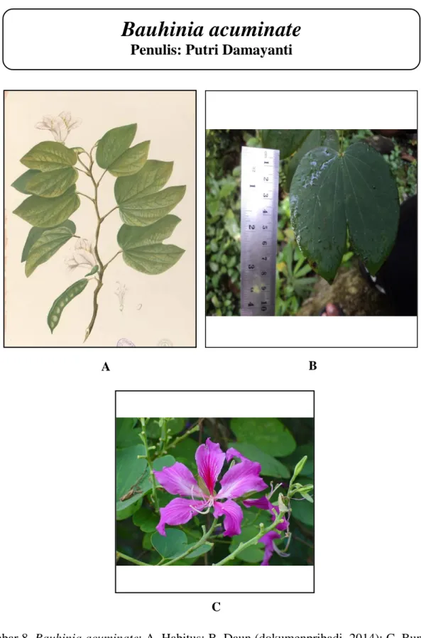 Gambar 8. Bauhinia acuminate; A. Habitus; B. Daun (dokumenpribadi, 2014); C. Bunga  (A &amp; C: www.ngasih.com) 