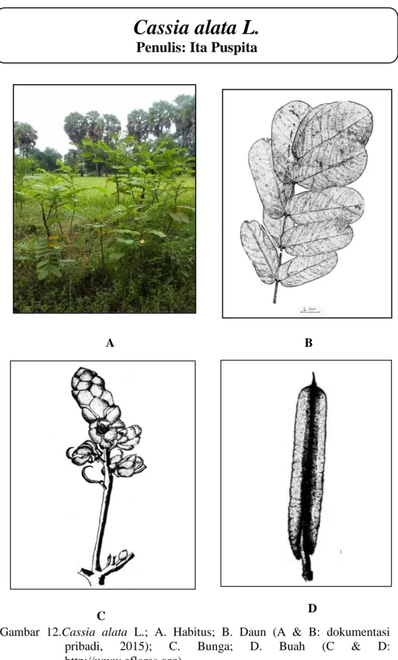 Gambar  12.Cassia  alata  L.;  A.  Habitus;  B.  Daun  (A  &amp;  B:  dokumentasi 
