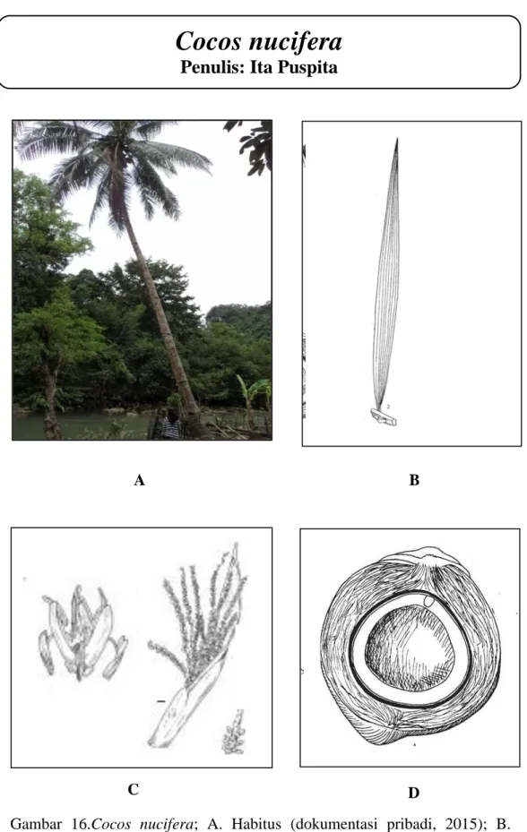 Gambar  16.Cocos  nucifera;  A.  Habitus  (dokumentasi  pribadi,  2015);  B.  Daun;  C