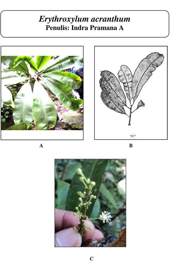 Gambar 18.Erythroxylum acranthum; A. Daun; B. Daun; C.Bunga (A, B &amp;  C: dokumentasi pribadi, 2014) 