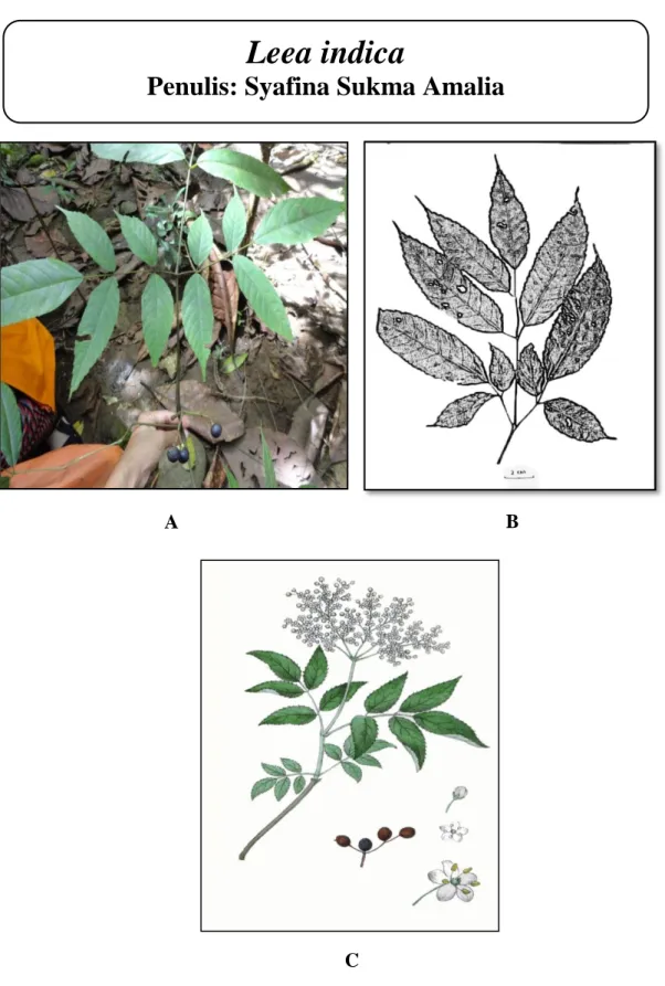 Gambar  28.Leea  indica;  A.  Habitus;  B.  Daun  (A  &amp;  B:  dokumentasi  pribadi,  2014); C