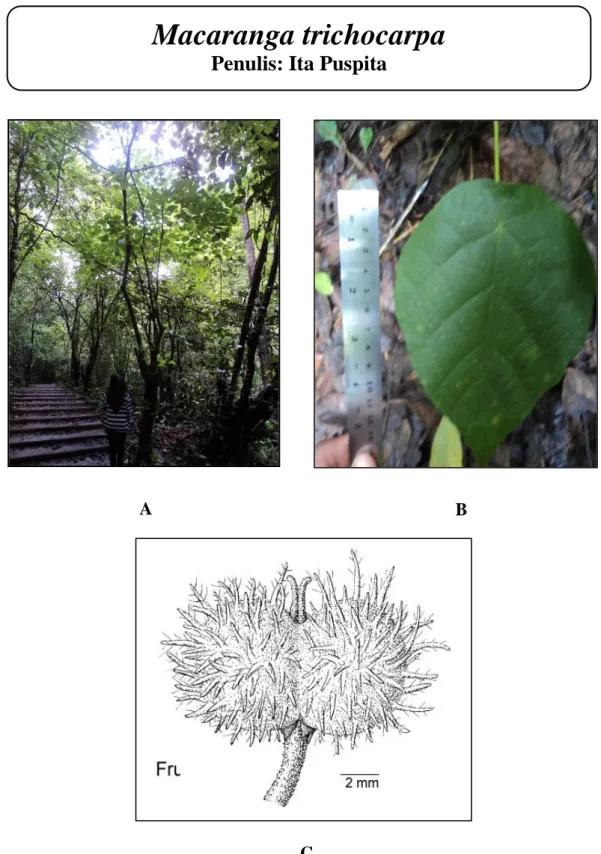 Gambar  30.Macaranga  trichocarpa;  A.  Habitus;  B.  Buah  (A  &amp;  B: 