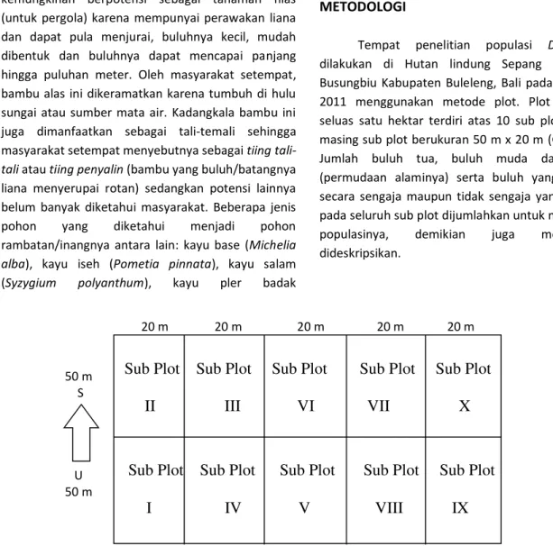 Gambar 1. Plot pengamatan populasi D. Sepang