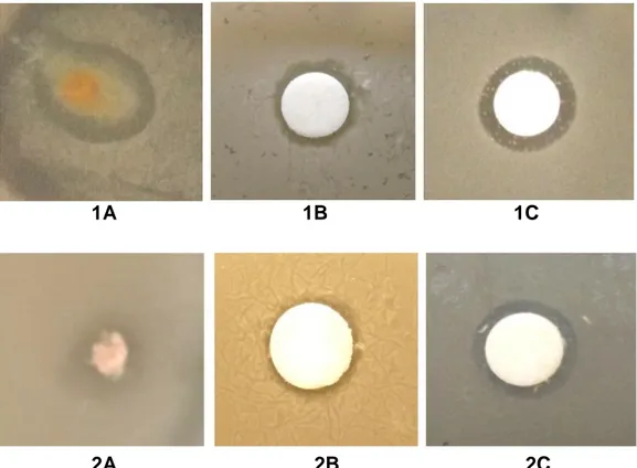 Gambar  2.  Zona  hambat  yang  dihasilkan  dari  isolat  ENG-4  terhadap  pertumbuhan  mikrob  patogen  E