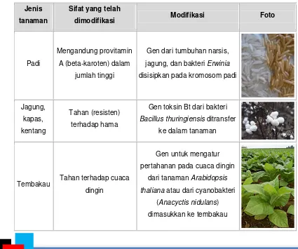 Tabel 1.1 Tanaman-tanaman Transgenik 