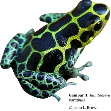 Gambar 1. Ranitomeya 