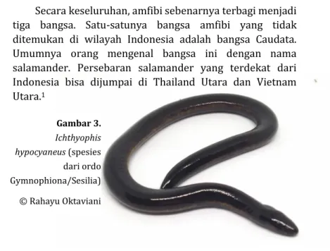 Gambar 2. Oedipina complex 