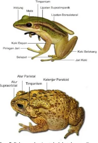 Gambar 5. Beberapa bagian tubuh katak yang digunakan 