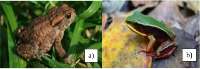 Gambar ini menunjukkan letak ciri-ciri morfologis yang  umum digunakan untuk mengidentifikasi suatu jenis katak