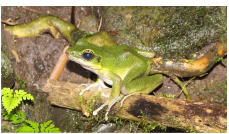 Gambar 11. Odorrana hosii 