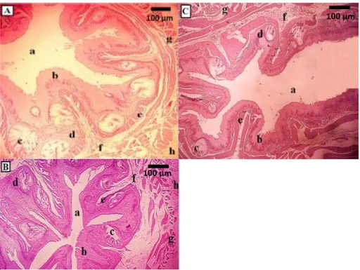 Gambar 1. Mikrofotografi esofagus Ayam Hutan Merah (Gallus gallus). Bagian (A)  Kranial, (B) Medial,  (C) Kaudal.(a) Lumen, (b) Epitel pipih banyak lapis, (c) Kelenjar esofagus, (d) Lamina propria,  
