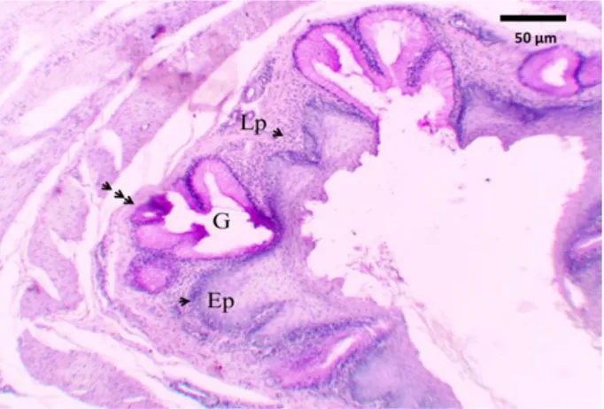 Gambar 3. Mikrofotografi esofagus terhadap pewarnaan PAS. Intensitas kuat (kepala panah tiga) terlihat  pada kelenjar esofagus, intensitas lemah (kepala panah satu) terlihat pada lamina epitel dan  