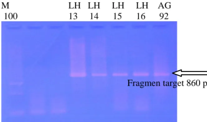 Gambar 1. Visualisasi produk PCR dari DNA Lophura sp.  menggunakan primer L6959 x H7827