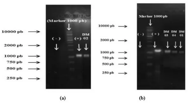 Gambar 1. (a) hasil amplifikasi fragmen DNA sampel DM2, (b) hasil amplifikasi  fragmen DNA sampel  DM1, DM3, dan DM4
