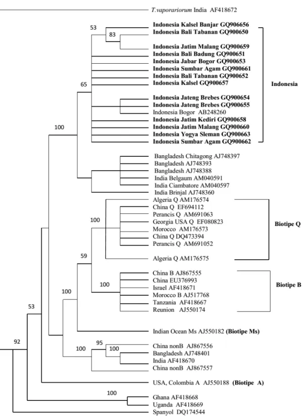 Gambar 1. Kladogram fragmen mtCOI Bemisia tabaci asal Indonesia bagian barat (Sumbar, Jabar, Jateng, 