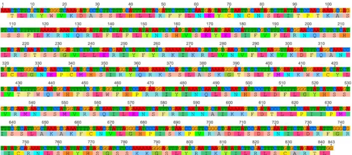 Gambar  4  ‒ Barcode DNA Rumput Macan (L. camara L.). Baris atas menunjukkan urutan nukleotida dan baris  bawah menunjukkan urutan asam amino