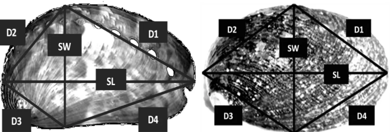 Gambar 3. Karakter morfometrik Haliotis asinina (a) dan Haliotis squamata (b). Keterangan: SL: jarak antara titik  tengah ujung cangkang dan lubang respirasi pertama (jarak terpanjang cangkang); SW: jarak antara bagian atas  cangkang dan bagian bawah cangk