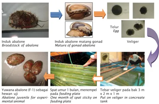 Gambar 1. Penyiapan yuwana abalon sebagai hewan uji (dari induk abalon, pemijahan, menghasilkan veliger, penebaran veliger dalam bak, pemeliharaan spat sampai yuwana abalon ukuran 10-15 mm)