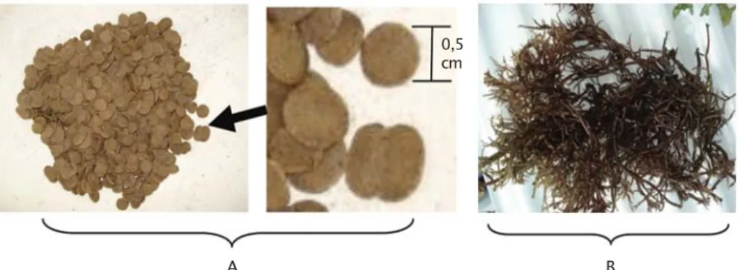 Gambar 2. Pelet (flake) dengan diameter 0,5 cm (A) dan rumput laut (Gracilaria) (B) sebagai pakan yuwana abalon