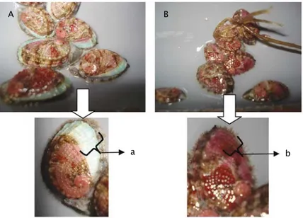 Gambar 6. Warna cangkang yuwana abalon yang diberi pakan pelet (A) dan (a) dan rumput laut Gracilaria sp