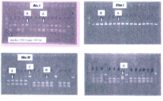 Gambar  2.  Contoh Pola-Pola Fragmen yang  Muncul dari Hasil Digesti Enzim   Restriksi pada Sekuen  Teramplifi-kasi Genom MtDNA Kakap Merah  (Lutjanus Malabaricus) di Laut  Ja-wa (Huruf Kapital Menunjukkan  Tipe Restriksi Enzim yang  Bersang-kutan)