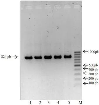 Gambar  1.  Hasil  PCR  gen  COX  II  Tursiops  sp.  (824  pb)  pada gel agarosa 1%  (1= Tursiops 1, 2= Tursiops 2, 3= Tursiops 3,  4= Tursiops 4, 5= Tursiops 5, M= DNA ladder 100 pb)