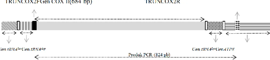 Gambar  2.  Letak  penempelan  primer  TRUNCOX2F  dan  TRUNCOX2R  untuk  mengamplifikasi  gen  COX  II  pada  T