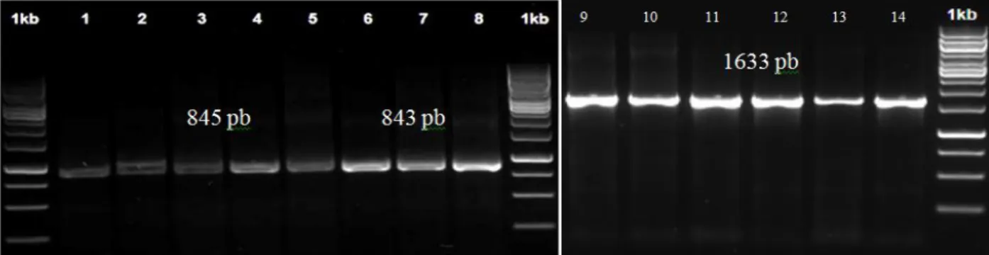 Gambar 1. Hasil PCR gen COX1 menggunakan primer COX1F dan COX1R; COX1AF dan COX1AR;COX1BF dan COX1BR 