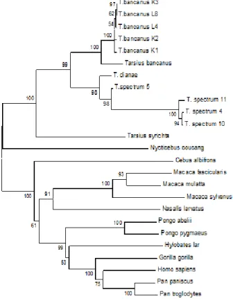 Gambar  2  dan  Gambar  3  merupakan  pohon  filogenetika  Tarsius  sp.  dengan  primata  lain  yang  diambil  dari  Genbank