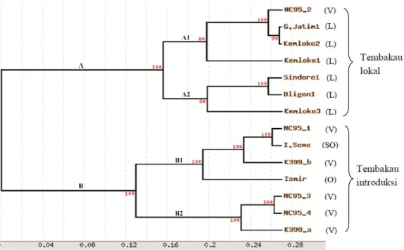 Gambar 3. Pohon kekerabatan berdasarkan runutan basa fragmen gen PMT asal DNA genom dari sepuluh varietas tembakau