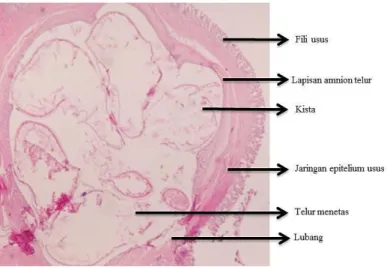 Gambar 6.  Histologi usus M. albus 